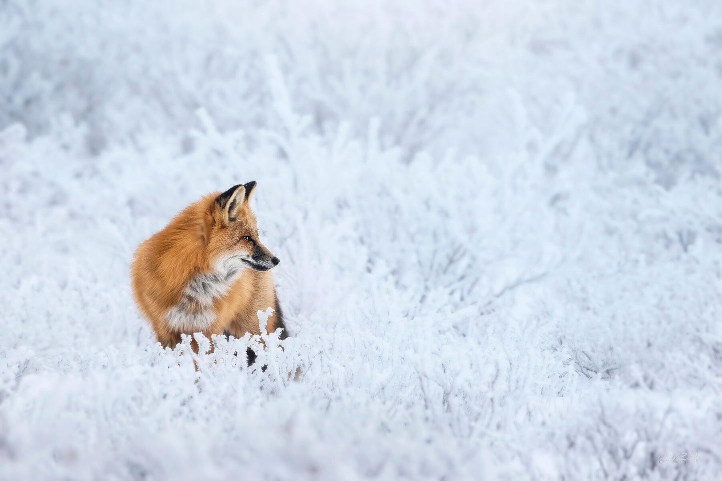 Amongst the Willows