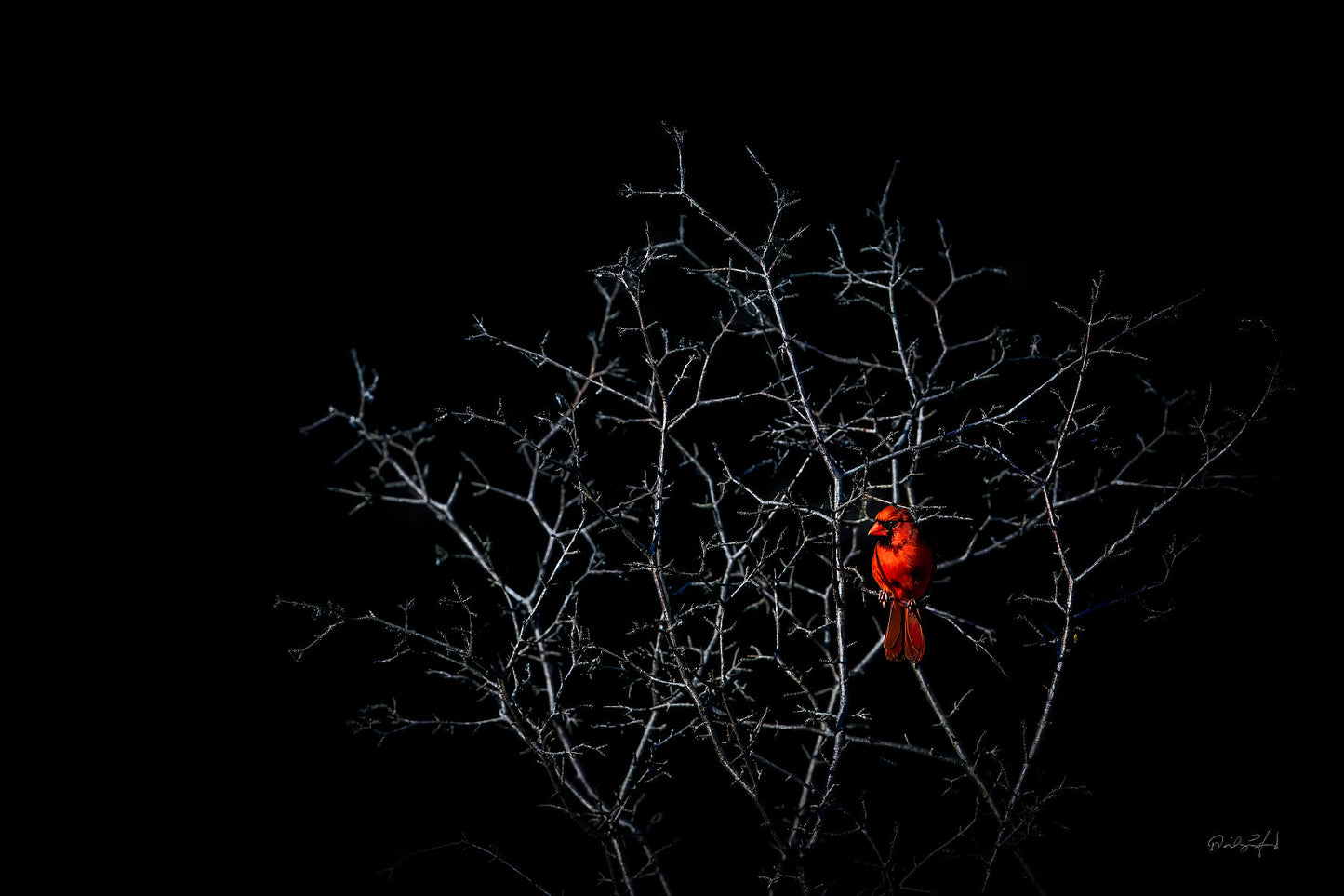 Northern Red