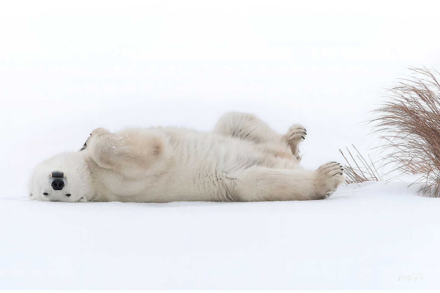 The Lazy Bear