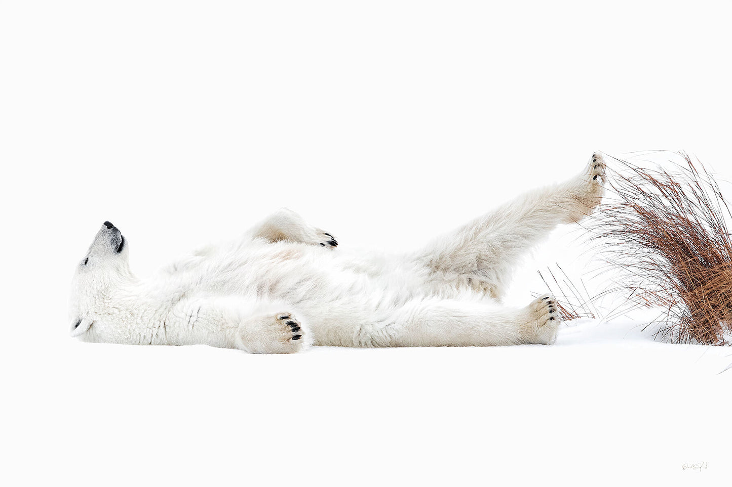Tundra Naps