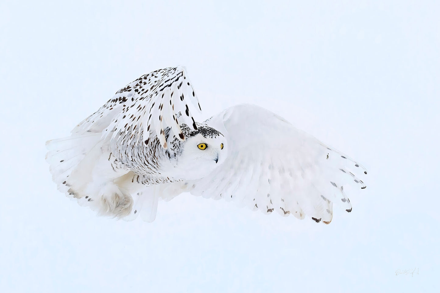 Snow Ghost