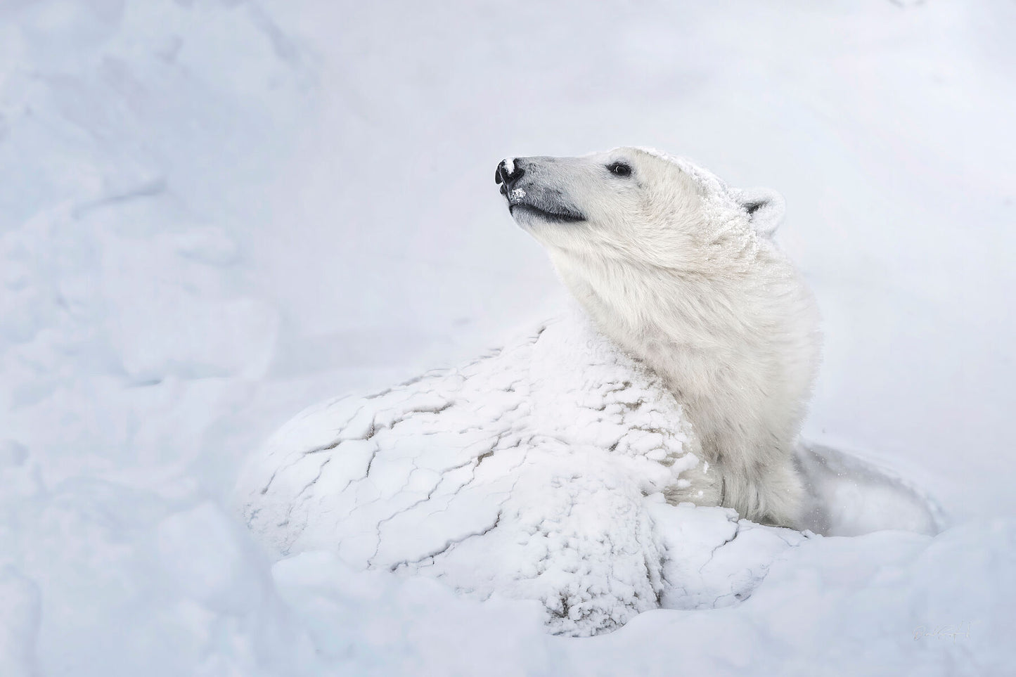 Dave Sandford Polar Bear Prints for sale in Canada