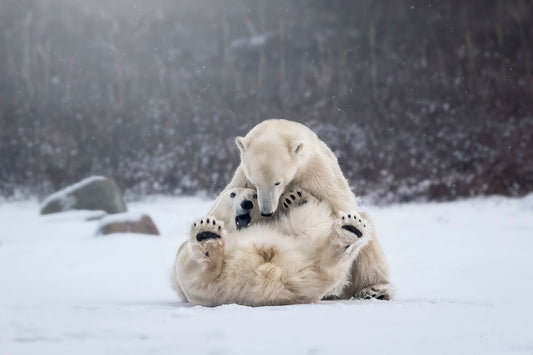 Playtime on the Tundra