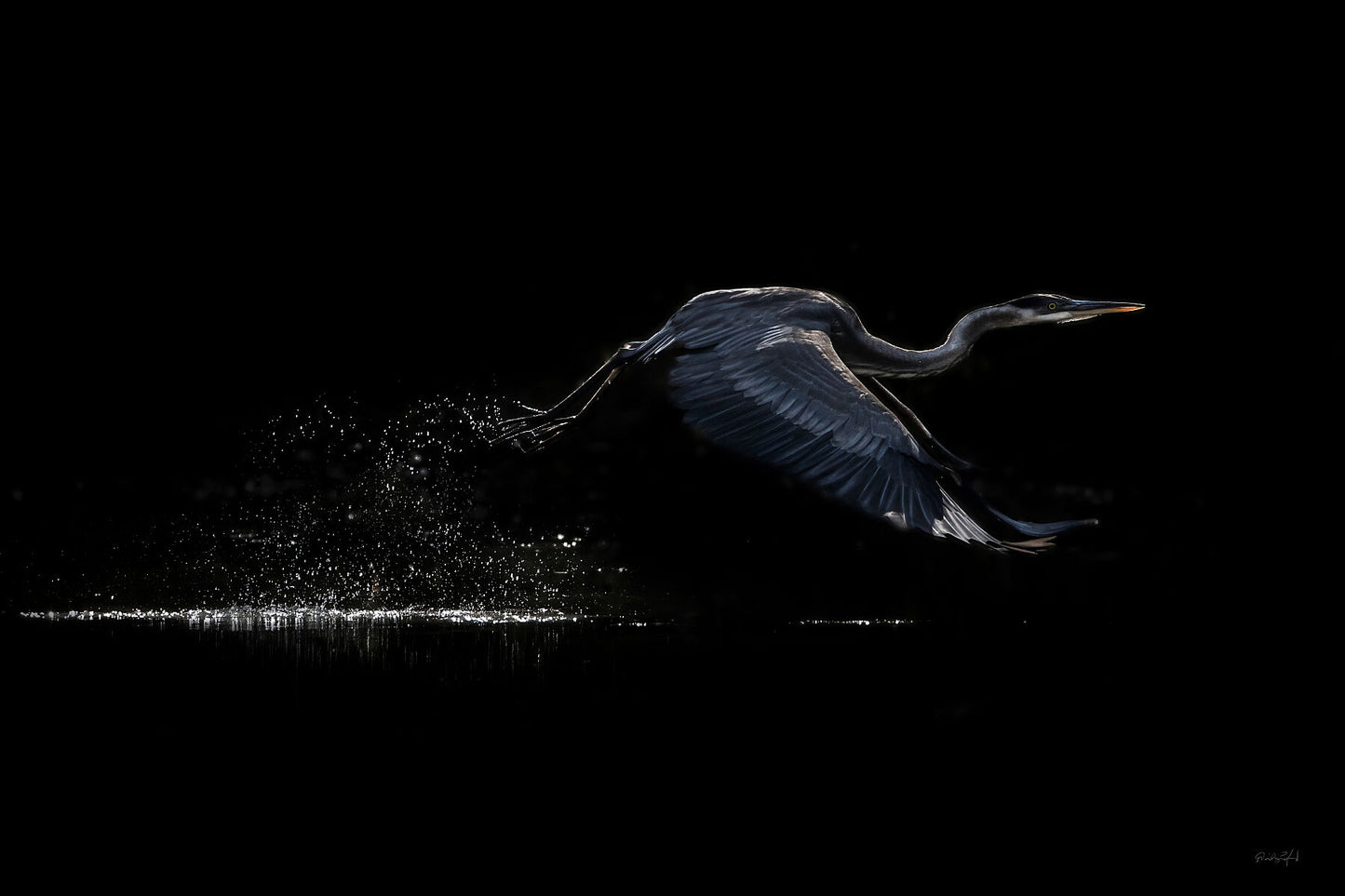 The Art of Flight