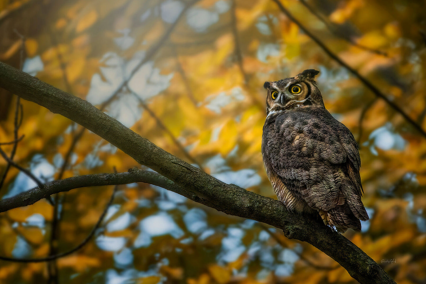 Owl in the Family