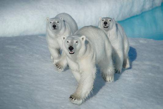 Sailors of the Floe