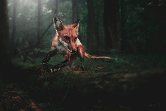 The Playful Fox