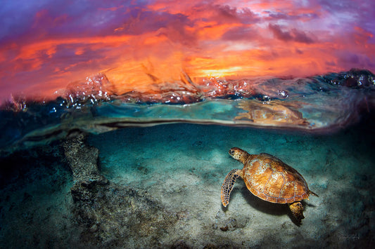 Sea Turtle Sunrise