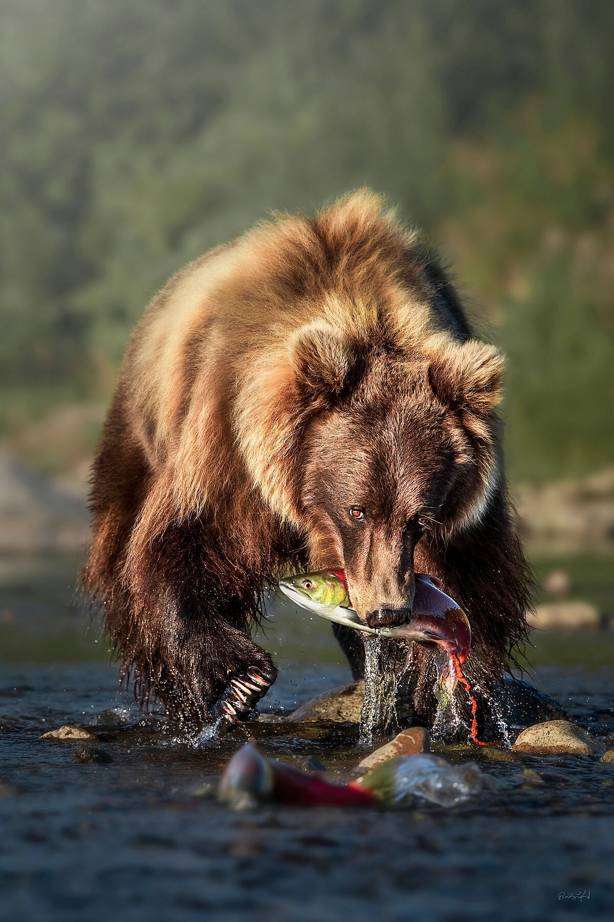 Evening Catch