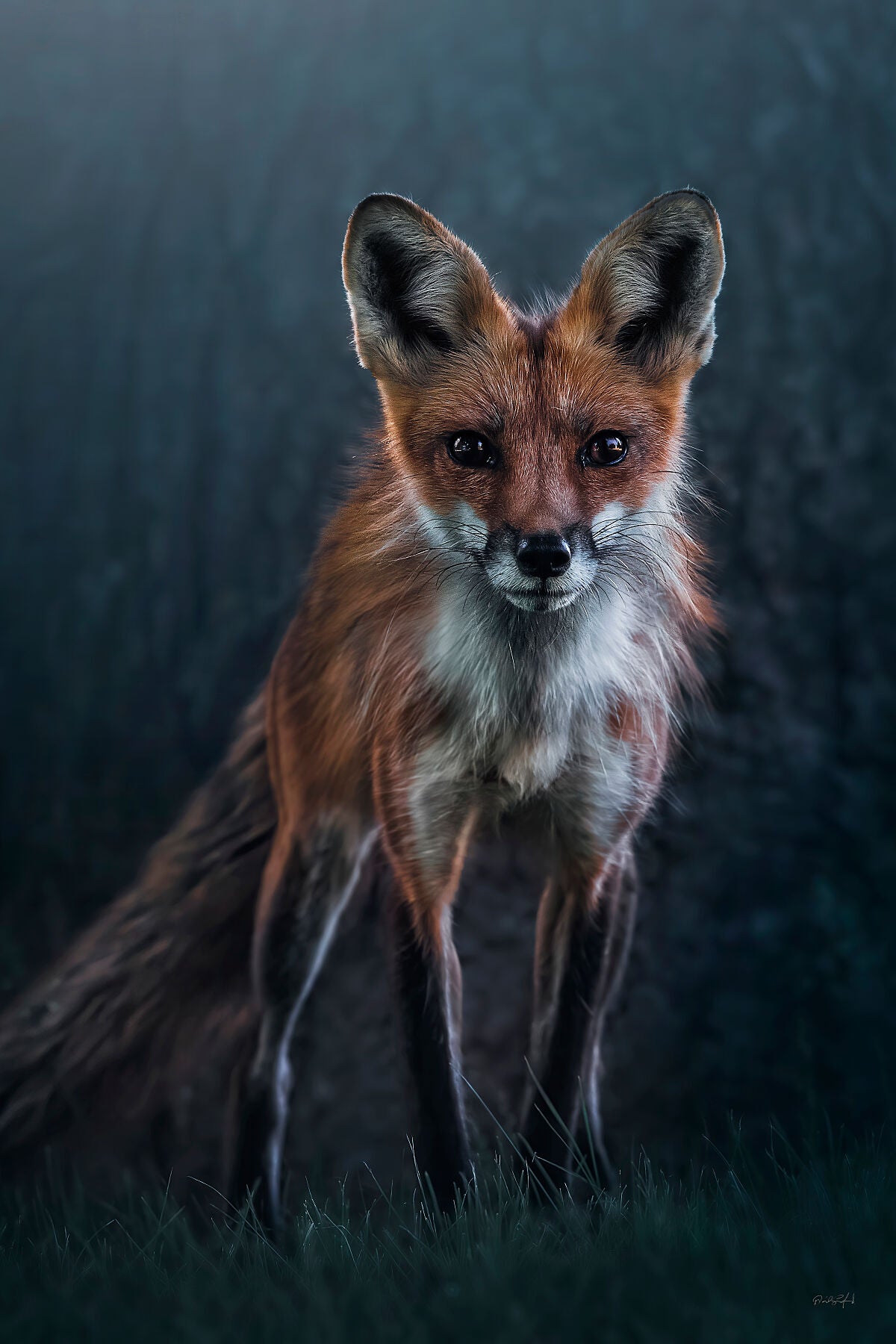 Woodland Fox