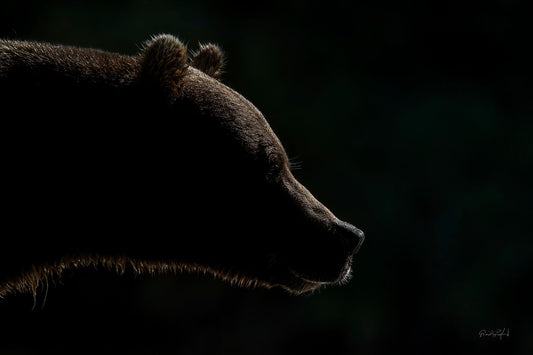 The Pensive Bear