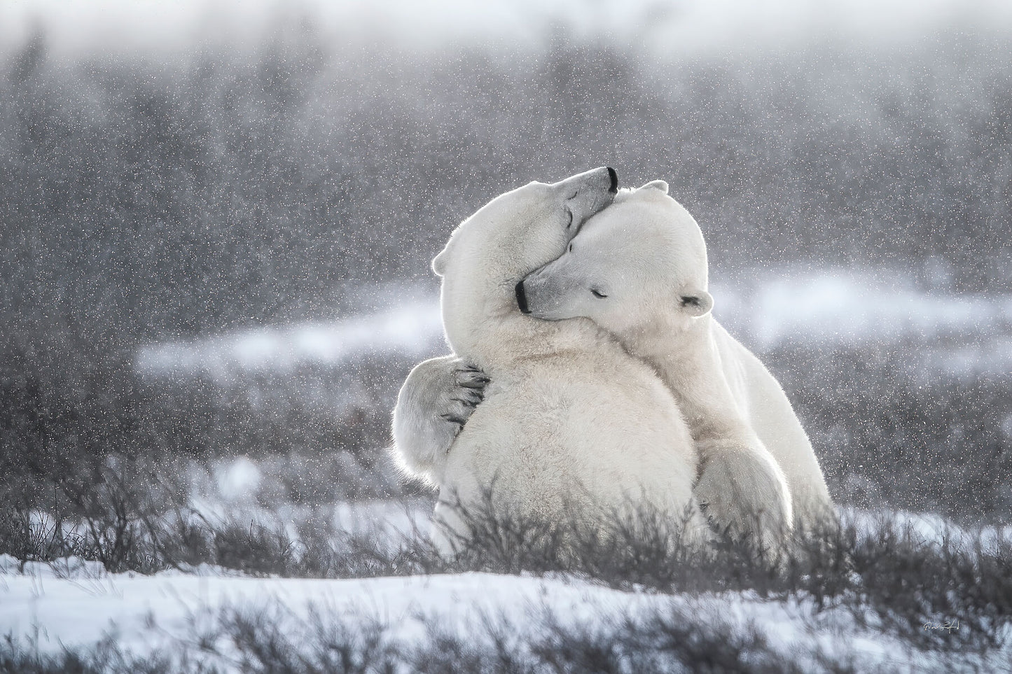 The Bear Hug
