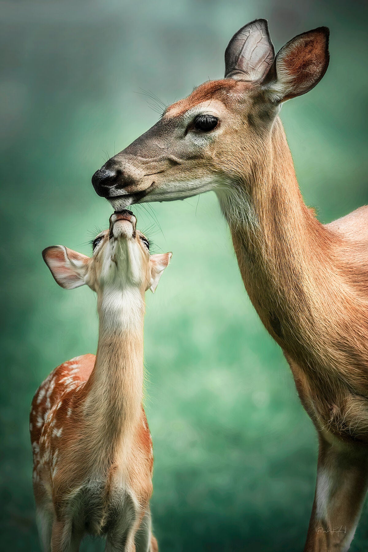 Tenderness