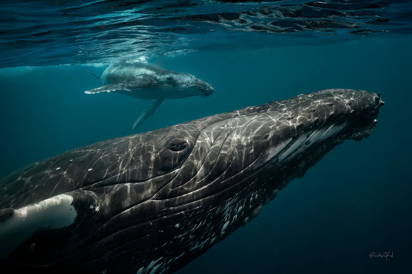 The Boy Who Met a Whale