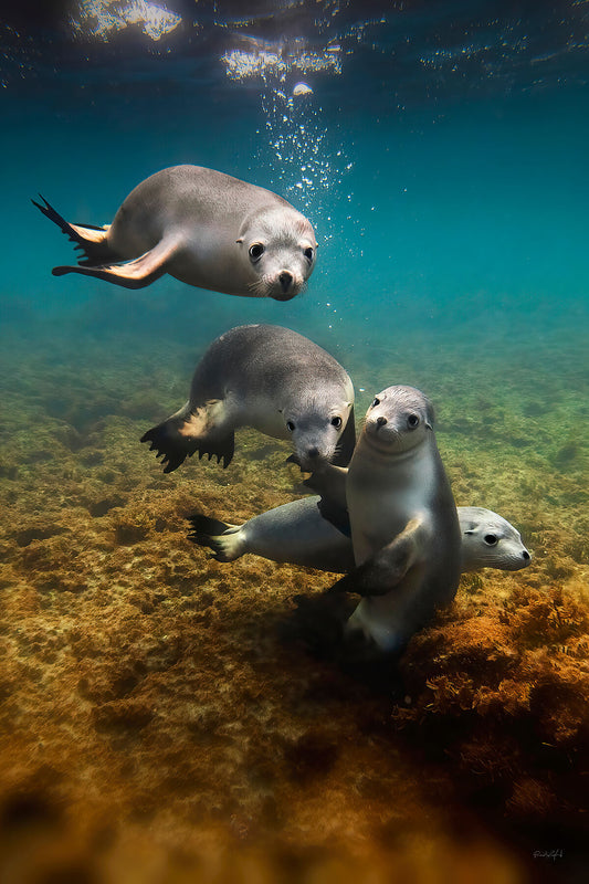 Sea Puppy Pile