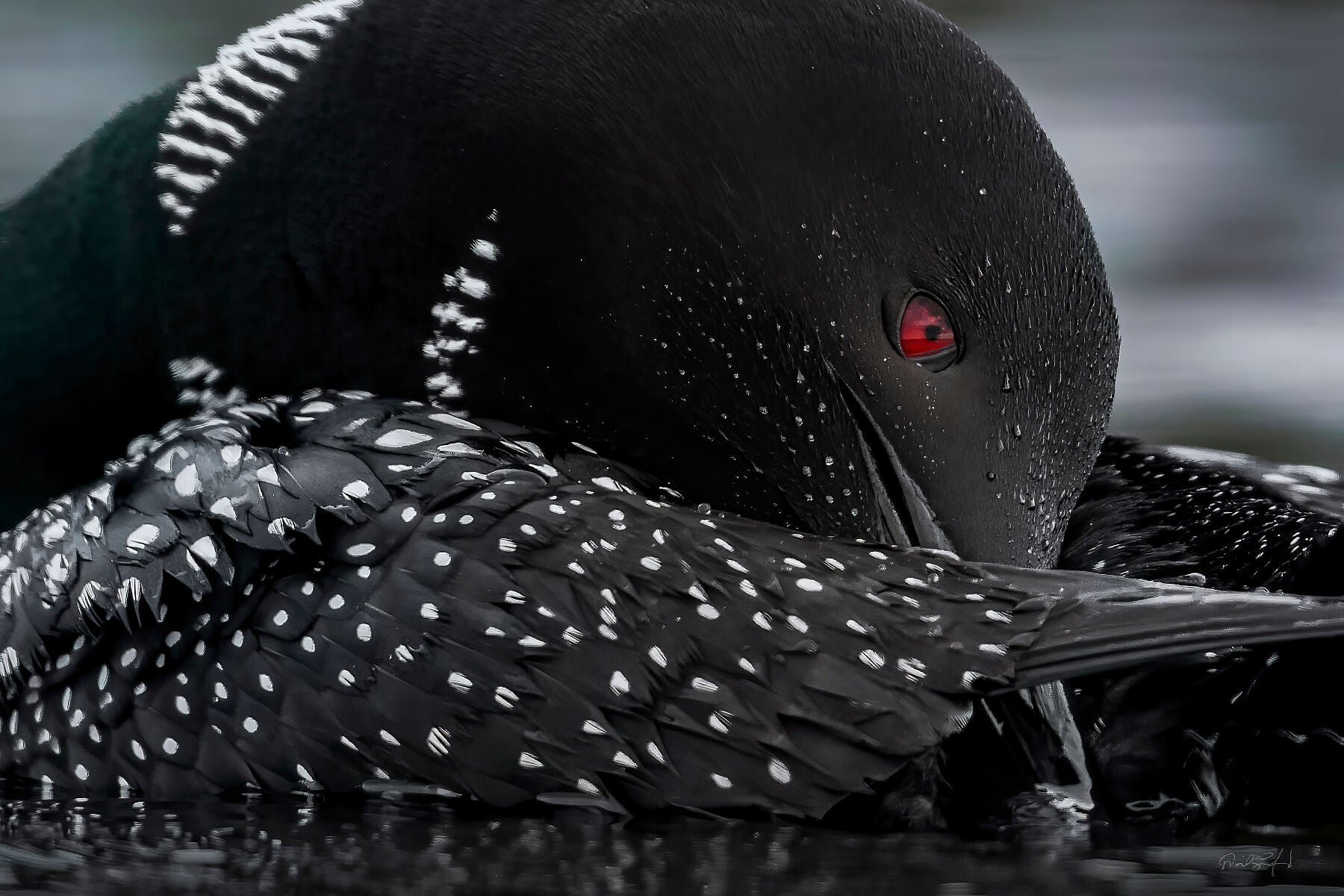 Optic Rouge – Sandford Photography