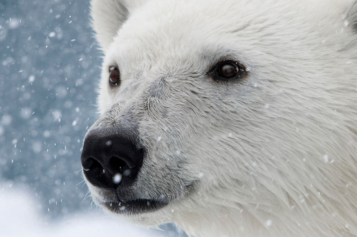 Face of the Arctic