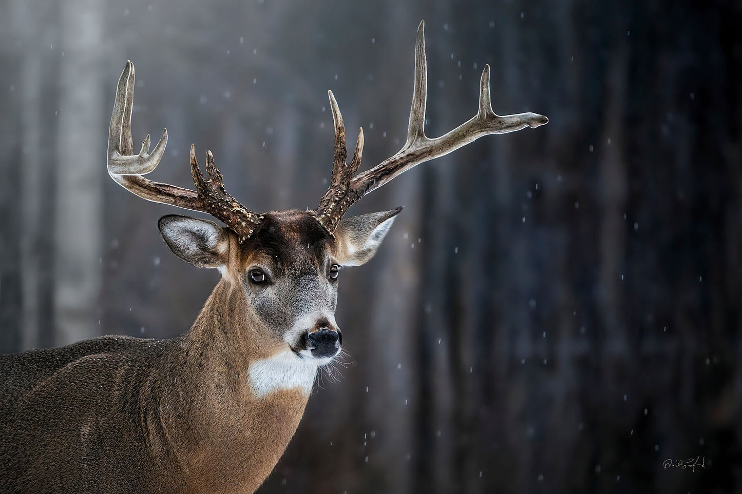 Woodland Snowfall