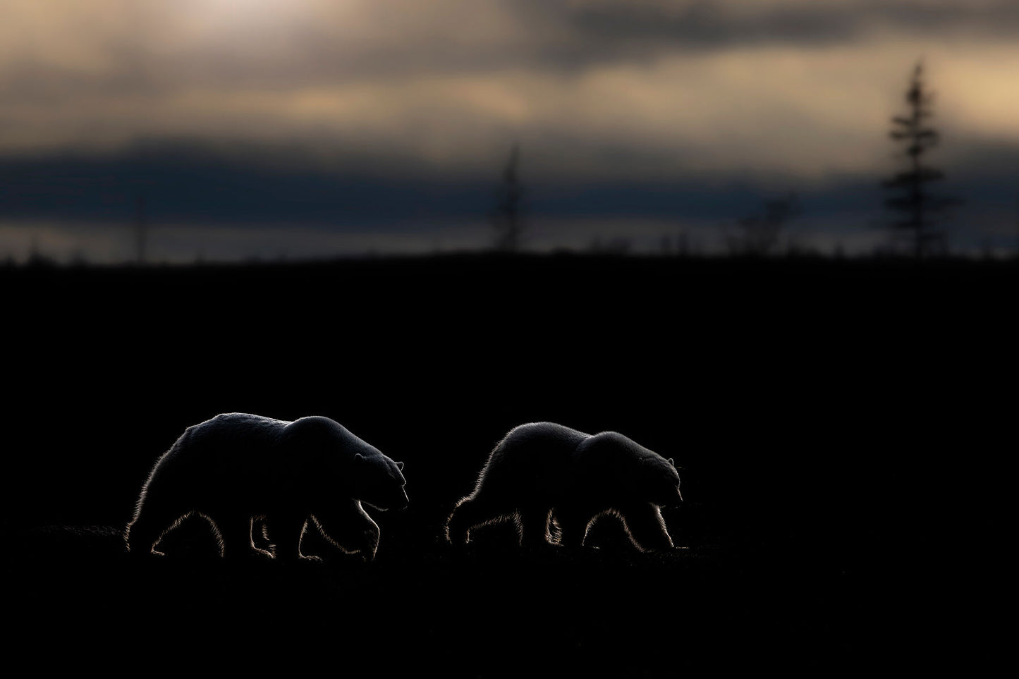 The Wanderer's